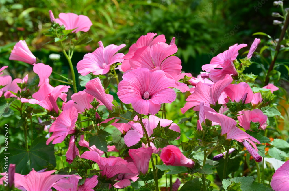 Fototapeta premium Bushes and flowers pink lavatery