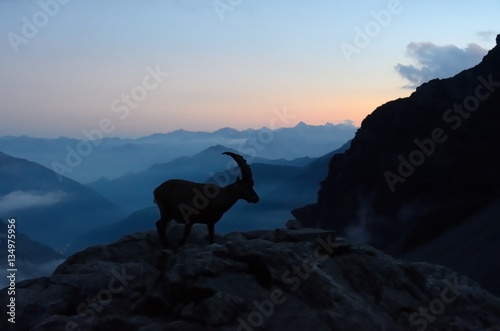 Capra ibex at dusk  Aosta Valley  Italy