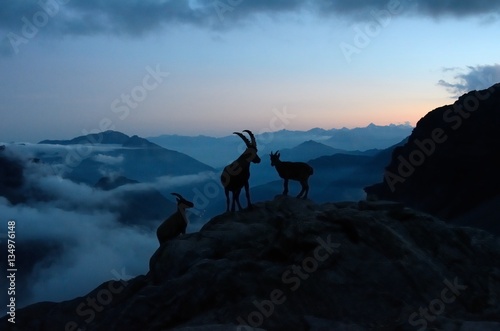 Herd of Capra ibex at dusk, Aosta Valley, Italy
