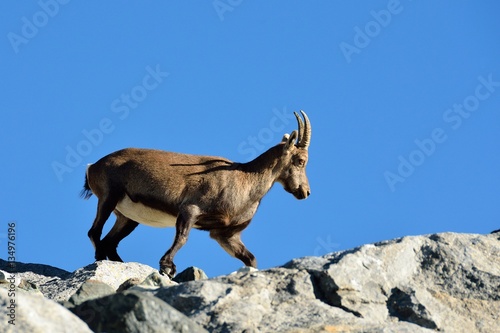 Capra ibex over the rocks, Aosta Valley, Italy © Alessandro