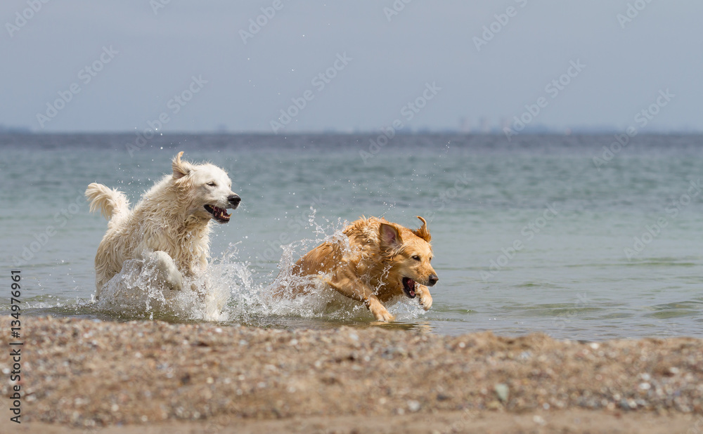 Golden Retriever, Meer, Spaß, Schwimmen Golden Retriever, Meer, Spaß, Schwimmen