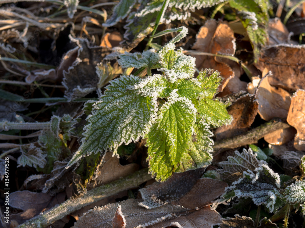 Frozen nettle Frozen nettle