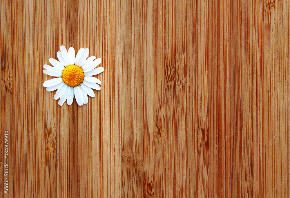 Obraz premium Daisy flower on a wooden background