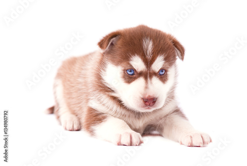 Fototapeta Naklejka Na Ścianę i Meble -  Small cute brown puppy of Siberian husky, isolated on white background