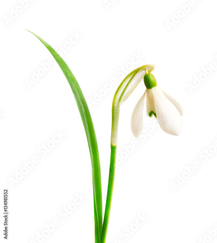 Snowdrop with green leaf, isolated on white background