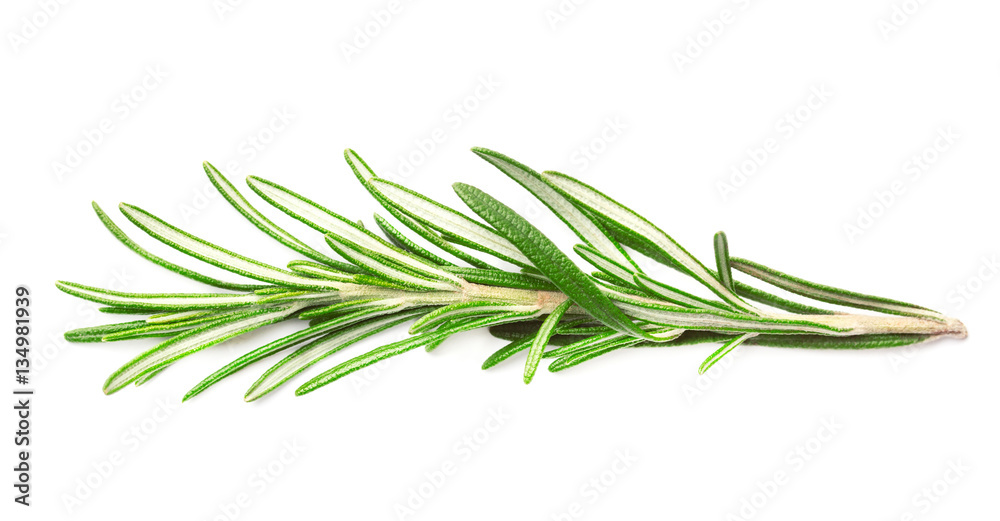 Sprig of fresh fragrant green rosemary isolated on white background Sprig of fresh fragrant green rosemary isolated on white background