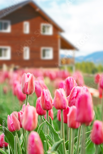 Beautiful spring flowers ne...