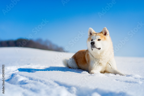 Akita Inu dog lying in the snow. photo