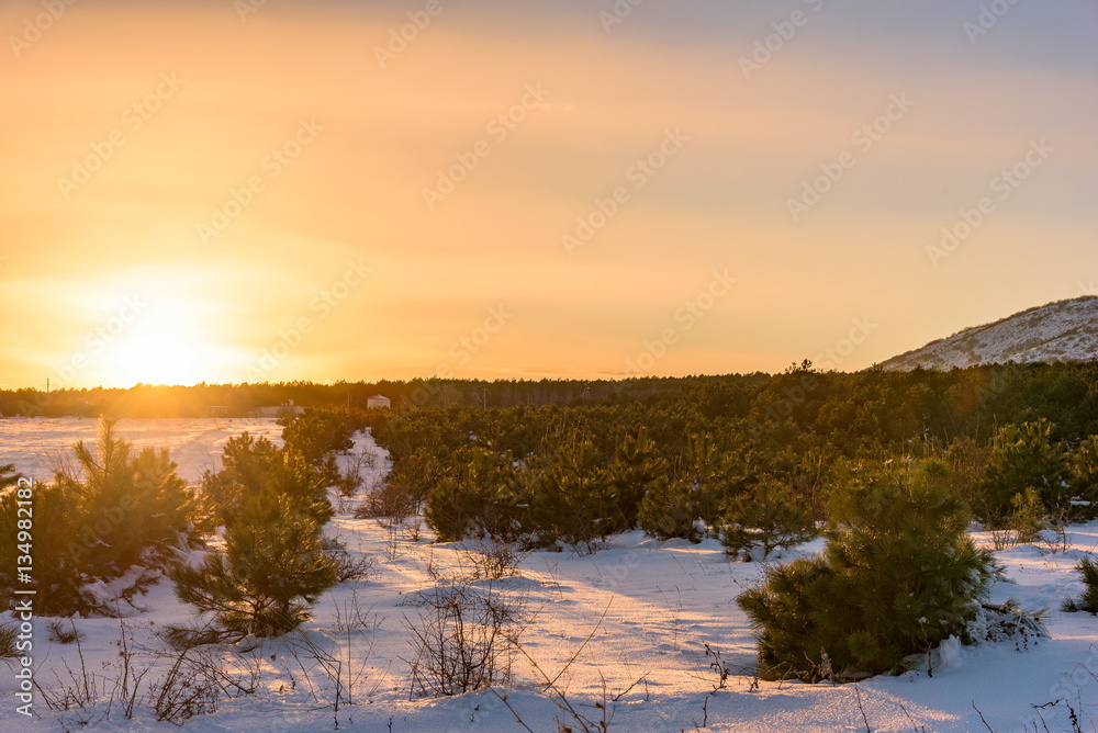 Colorful sunset in the beautiful pine forest. Russia, Stary Krym