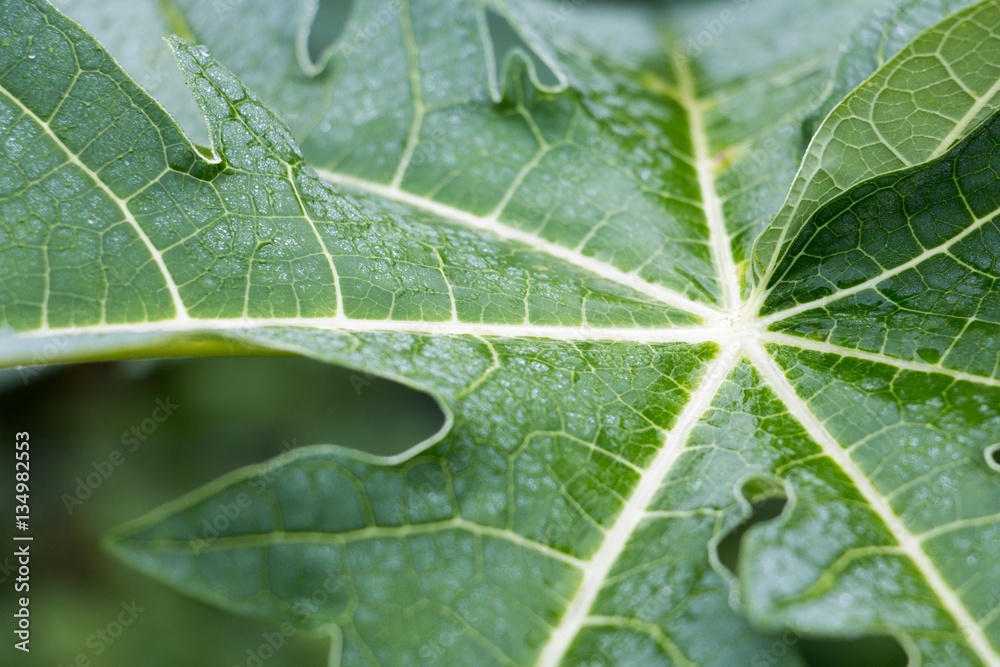 Papaya leaf