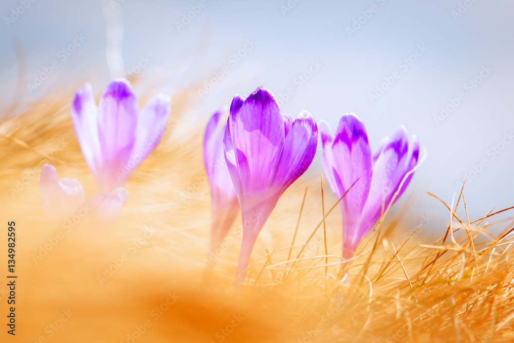 Fototapeta premium crocus