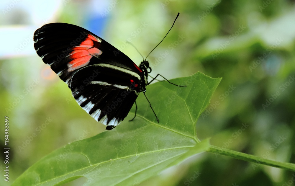 Obraz premium Butterfly on a leaf