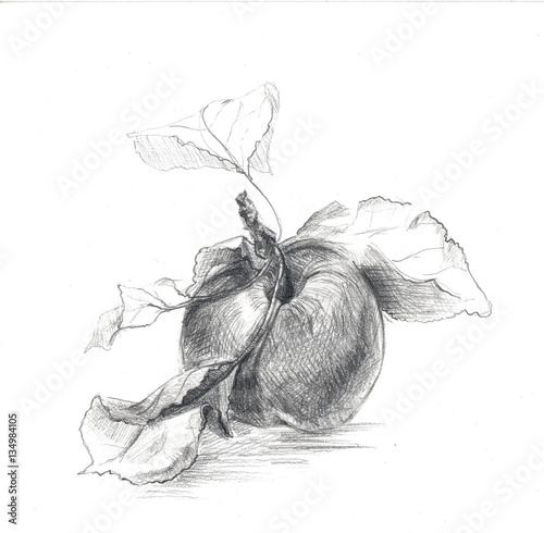 Apple drawn in pencil.