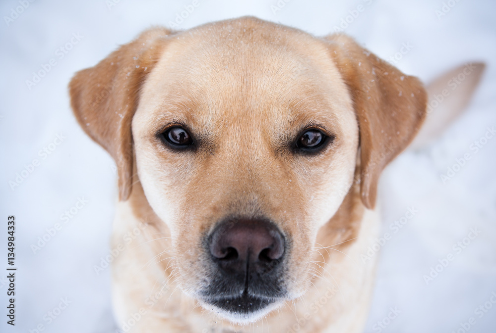 Labrador Dog