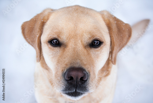 Labrador Dog © Newman
