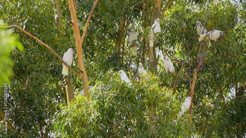 weisse Kakadus auf einem Eukalyptusbaum in Wongan Hills, Nacktaugenkakadu, Westaustralien, Australien, Down Under photo