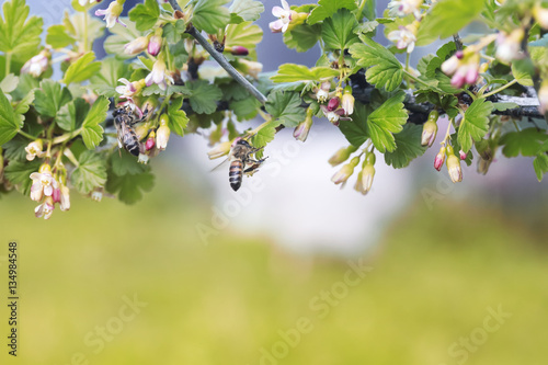 spring background with a blossoming branch of gooseberry and little bee