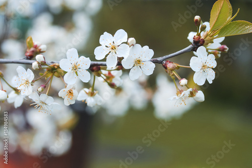 cherry branch with white beautiful flowers blossomed the early solar spring