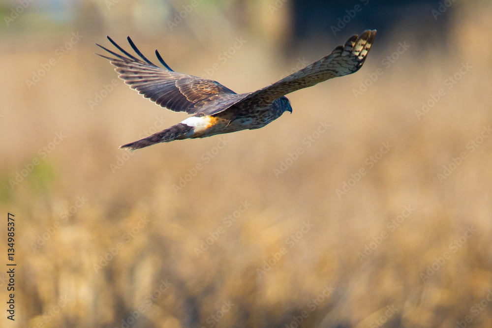 Obraz premium Hen harrier, seen in the wild near the San Francisco Bay