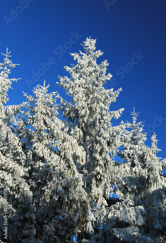 beautiful spruces covered with snow in contrast with blue sky in winter