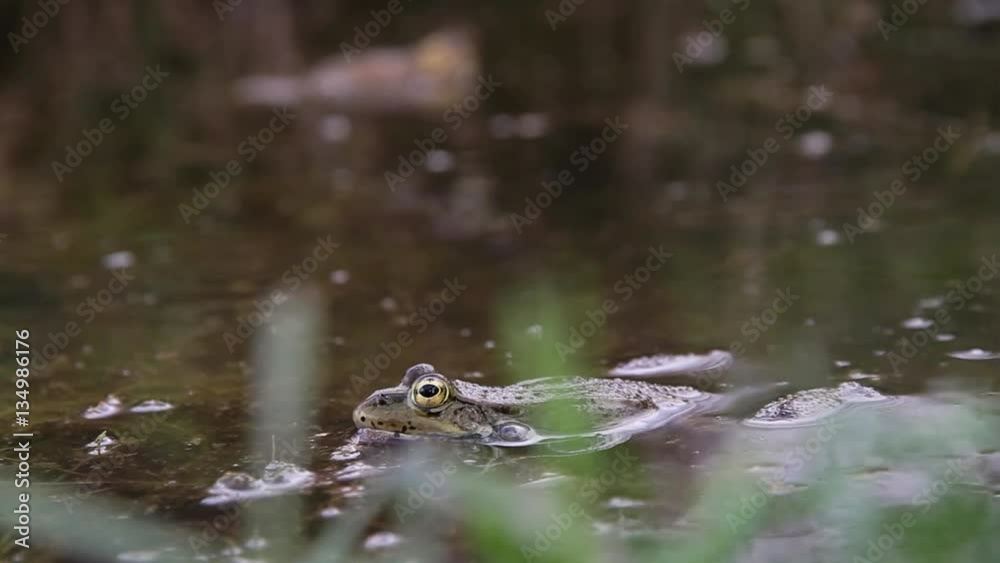 Rana croando , hinchando los sacos bucales, y expulsando excreciones de orin, en una charca Rana croando , hinchando los sacos bucales, y expulsando excreciones de orin, en una charca