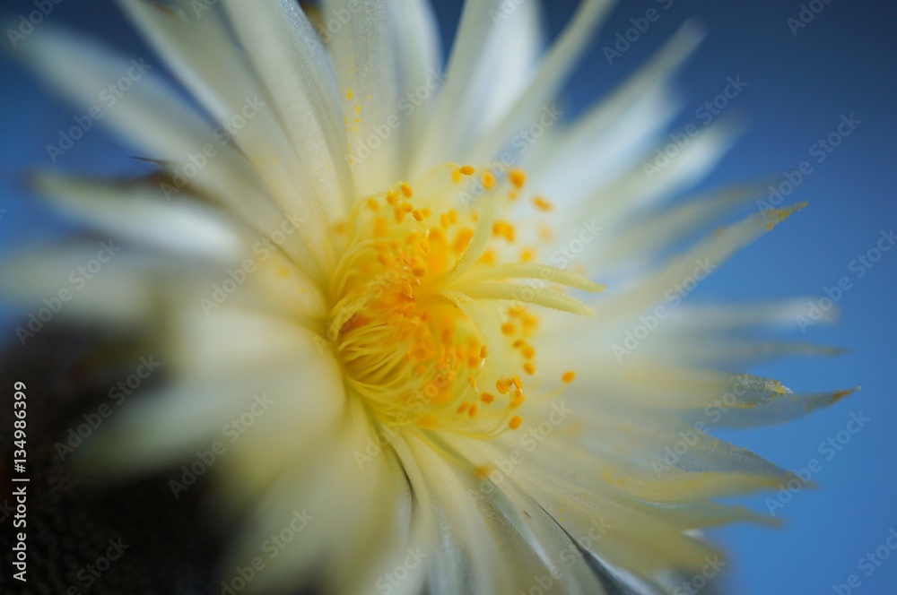 Astrophytum myriostigma 3 ribs in bloom Astrophytum myriostigma 3 ribs in bloom