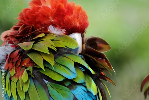 Macaw Parrot