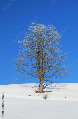 old tree covered with white hoarfrost and snow on its branches growing on the plain and blue sky