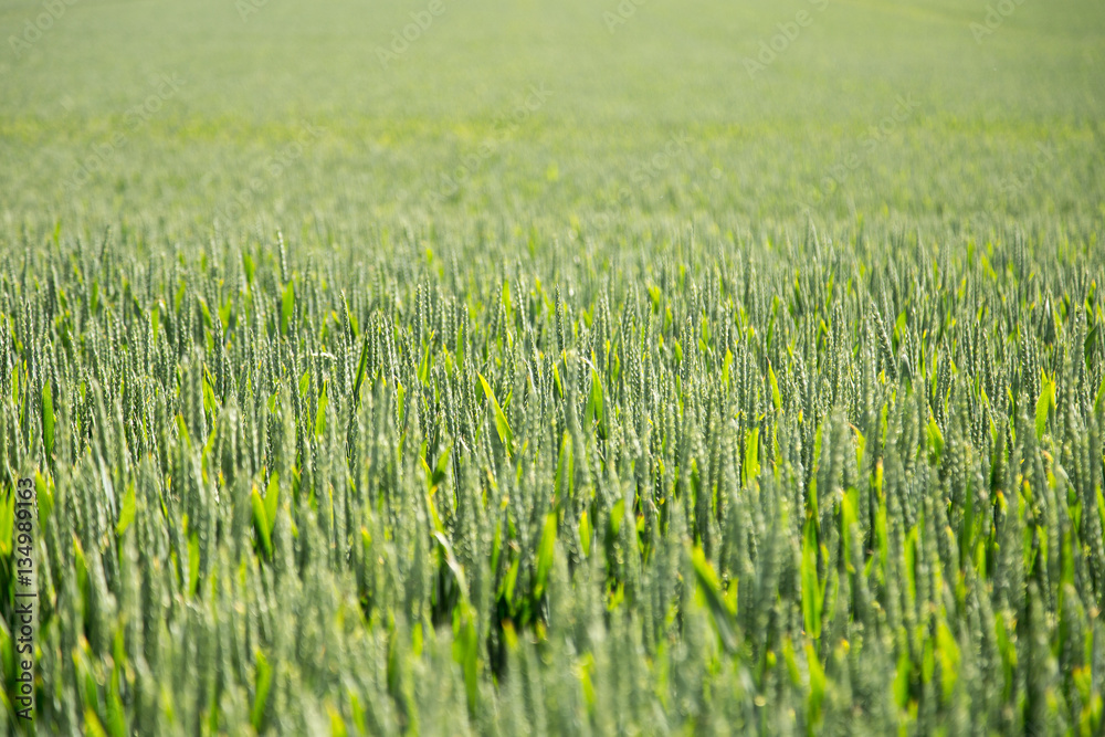 Obraz premium Green Field