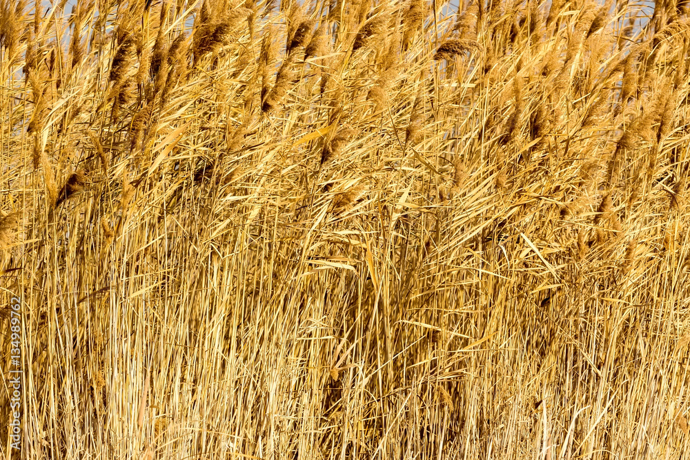 common reed (phragmites australis) bending with the wind, in win common reed (phragmites australis) bending with the wind, in win