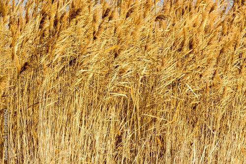 common reed  phragmites australis  bending with the wind  in win