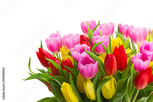 blooming violet  yellow and red tulip flowers with green leaves close up isolated on white background