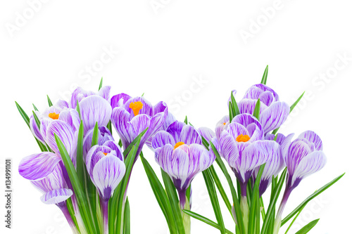 Violet crocus fresh flowers isolated on white background