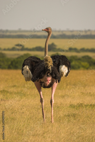 Ostrich Masai race photo