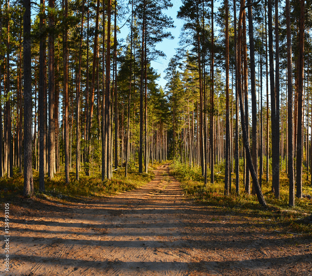 Fototapeta premium Sunny morning