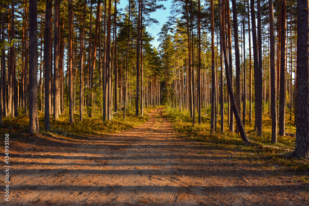 Obraz premium Sunny morning