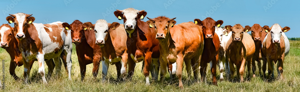 Zusammenstehende braune Rinder auf der Wiese Zusammenstehende braune Rinder auf der Wiese