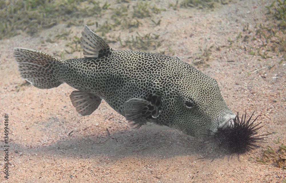 Stellate puffer fish (Arothron stellatus), also known as the starry