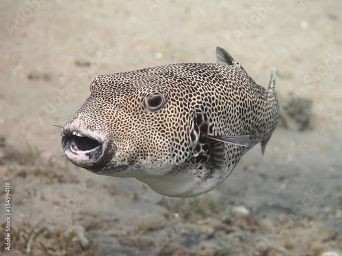 Stellate puffer fish (Arothron stellatus), also known as the starry puffer, or starry toadfish, eating sea urchin