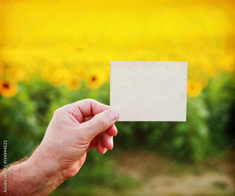 Hand holding a blank paper photo on a sunflowerfield background Hand holding a blank paper photo on a sunflowerfield background