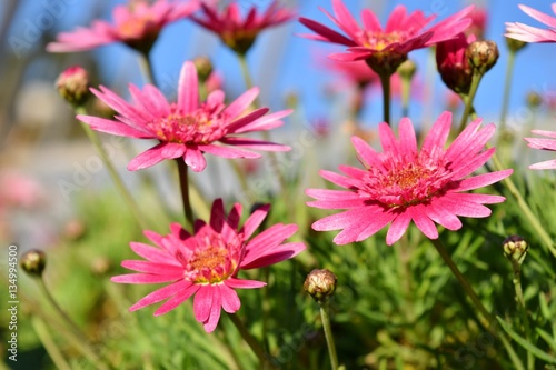 margherite rosa
