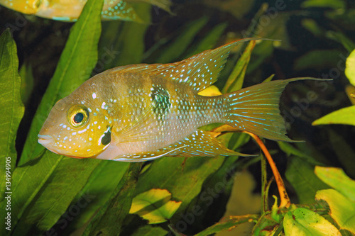 Hellers gold cichlid (Thorichthys helleri) - male