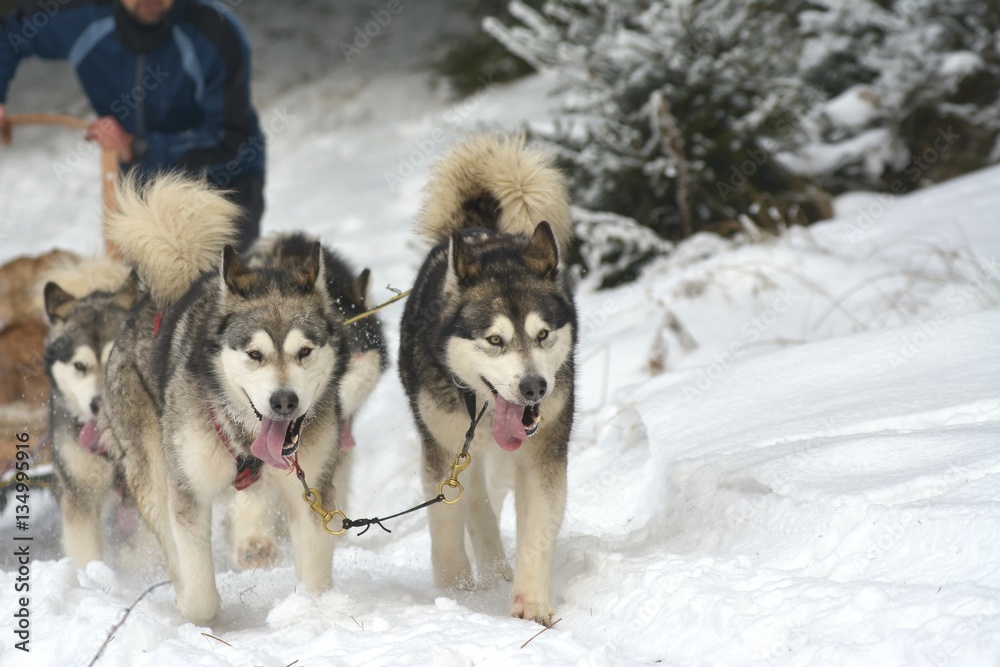 musher dogteam driver and Siberian husky at snow winter competition race in forest musher dogteam driver and Siberian husky at snow winter competition race in forest