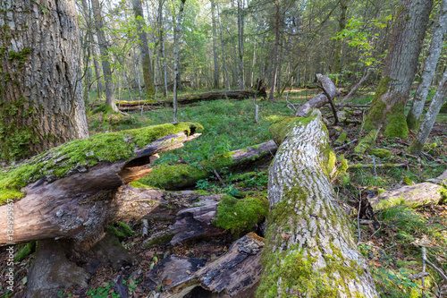 Old ash tree broken lying in springrtime forest © Aleksander Bolbot