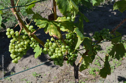 Winogrona w winnicy/Grapes in vineyard
