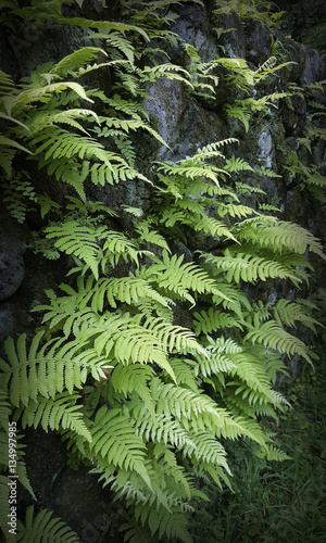 Ferns in an Old Rock Wall