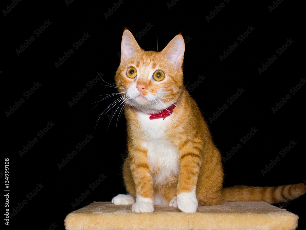 Home red cat on black background Home red cat on black background