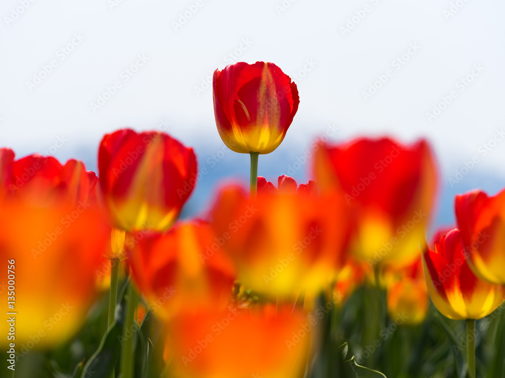 Obraz premium チューリップ畑