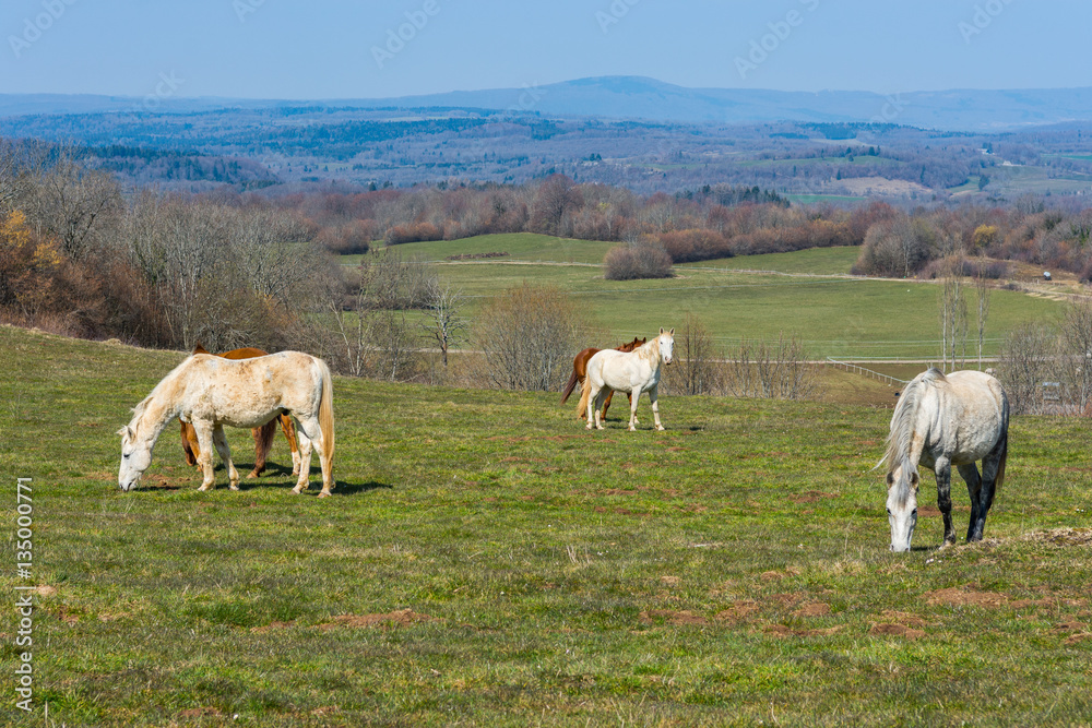 Horses on the Meadow, France
