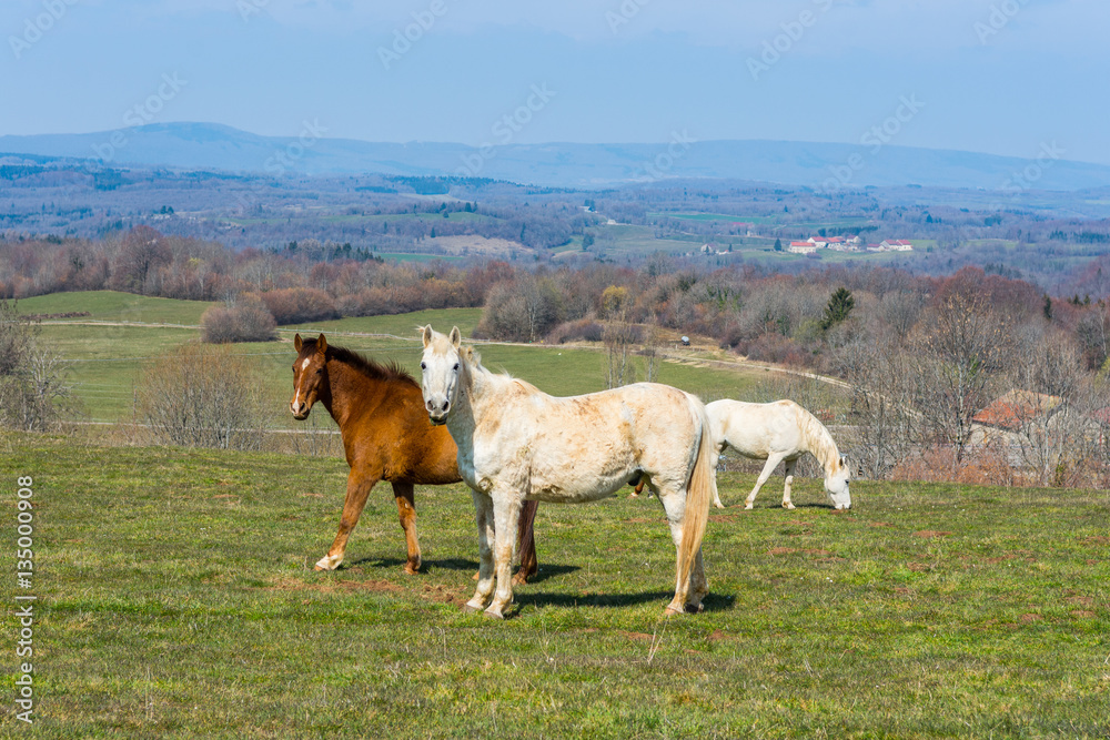 Horses on the Meadow, France